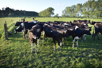 Curious farmed cows in a field on a sunny morning