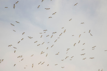 Birds in flight, freedom. Silhouette. Flock of birds.