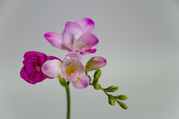 A branch of blooming pink freesia isolate on a light gray background, greeting card or concept