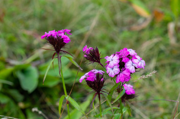 Field carnation with bright pink petals. Closeup.