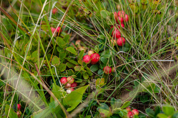 Ripe lingonberry fruits among green grass. Closeup