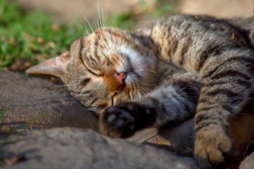 Close-up photography of sleeping domestic cats, found in a house near Las Coloradas lagoon in the municipality of Gachantiva in the department of Boyaca, Colombia