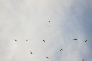 Birds in flight, freedom. Silhouette. Flock of birds.