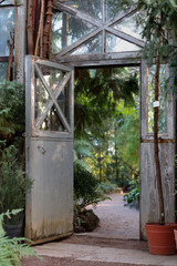 Vintage wooden and glass doorway in greenhouse/hothouse with lush plants under glass ceiling. 
