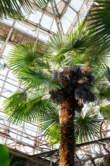 Fototapeta na wymiar Bottom view of tropical exotic palm grows in greenhouse under a glass roof in sunny day. Botanical garden in St. Petersburg. 