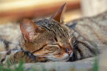 Close-up photography of sleeping domestic cats, found in a house near Las Coloradas lagoon in the municipality of Gachantiva in the department of Boyaca, Colombia