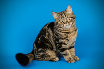 Scottish straight shorthair cat on colored backgrounds
