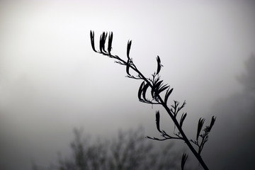 Flax stems and pods in the mist with the sun shining through