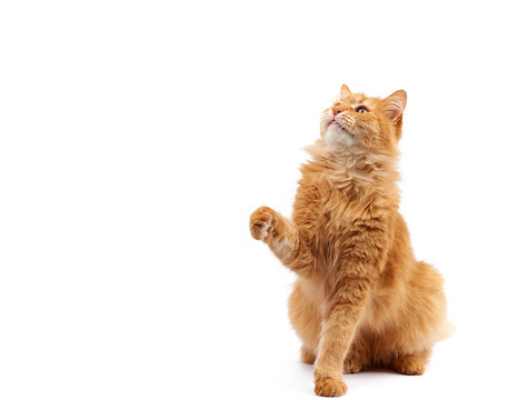 adult ginger fluffy cat raised his front paw up on a white background