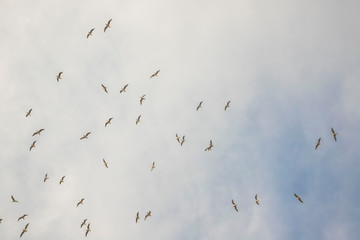 Birds in flight, freedom. Silhouette. Flock of birds.