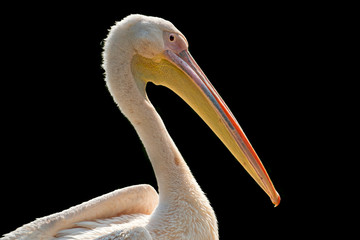  Portrait of the Dalmatian Pelican, Pelecanus crispus, with backlight an dark background