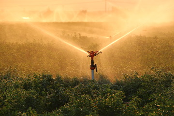 Irrigation system in a field at sunset. Sprinkler system. Aerial shot.