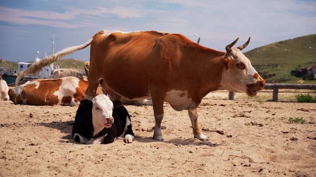 Cows on the beach. Animals on Lake Baikal. Livestock.