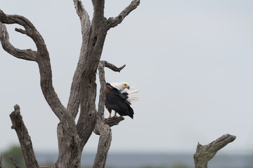 Fish eagle in the wilderness of Africa