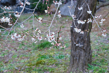 plum flower