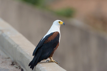 Fish eagle in the wilderness of Africa