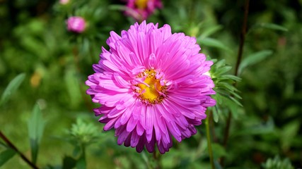 Obraz premium Pink Aster Chinensis flower