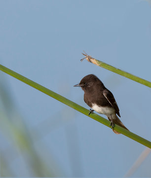 Olive Sided Flycatcher