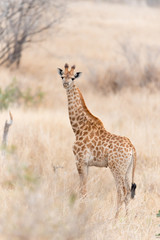 Obraz na płótnie Canvas Giraffe in the wilderness of Africa