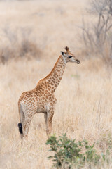 Obraz na płótnie Canvas Giraffe in the wilderness of Africa