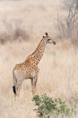 Giraffe in the wilderness of Africa