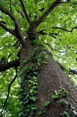 tree trunk and ivy on the bark old oak tree 