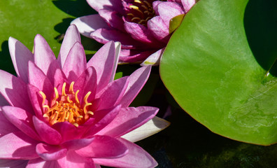 pink water lily
