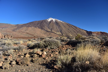 Teide mountain and flora