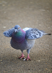 Rock dove or common pigeon or feral pigeon in Kelsey Park, Beckenham, Greater London. The dove (pigeon) is standing and ruffling its feathers. Rock dove or common pigeon (Columba livia), UK.