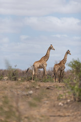 Naklejka na ściany i meble Giraffe in the wilderness of Africa