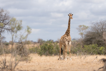 Giraffe in the wilderness of Africa