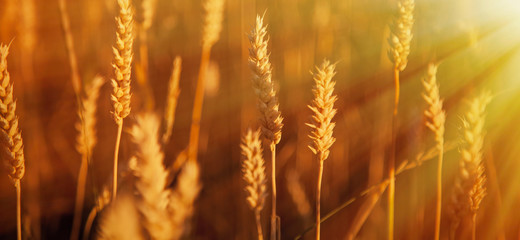Fototapeta premium Spikes of wheat. Agriculture, agronomy, industry concept. Horizontal image.