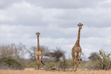 Giraffe in the wilderness of Africa