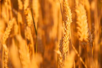 Spikes of wheat in sun rays. Agriculture, agronomy and industry concept.
