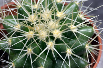 succulent plants cactus