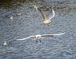 Black-headed gulls in winter plumage in Kelsey Park, Beckenham, Greater London. Two black-headed gulls flying above the lake in Kelsey Park, Beckenham, Kent. Black-headed gull (Larus ridibundus), UK.