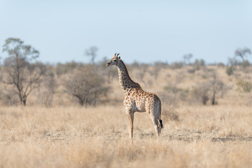Giraffe in the wilderness of Africa