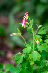 Aquilegia caerulea red white yellow flowering plant, beautiful ornamental herbaceous perennial flowers in bloom