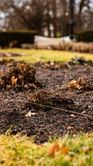 Dead flowers
