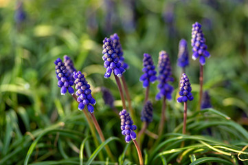 Muscari armeniacum flowering plant, blue spring bulbous grape hyacinth flowers in bloom in the garden