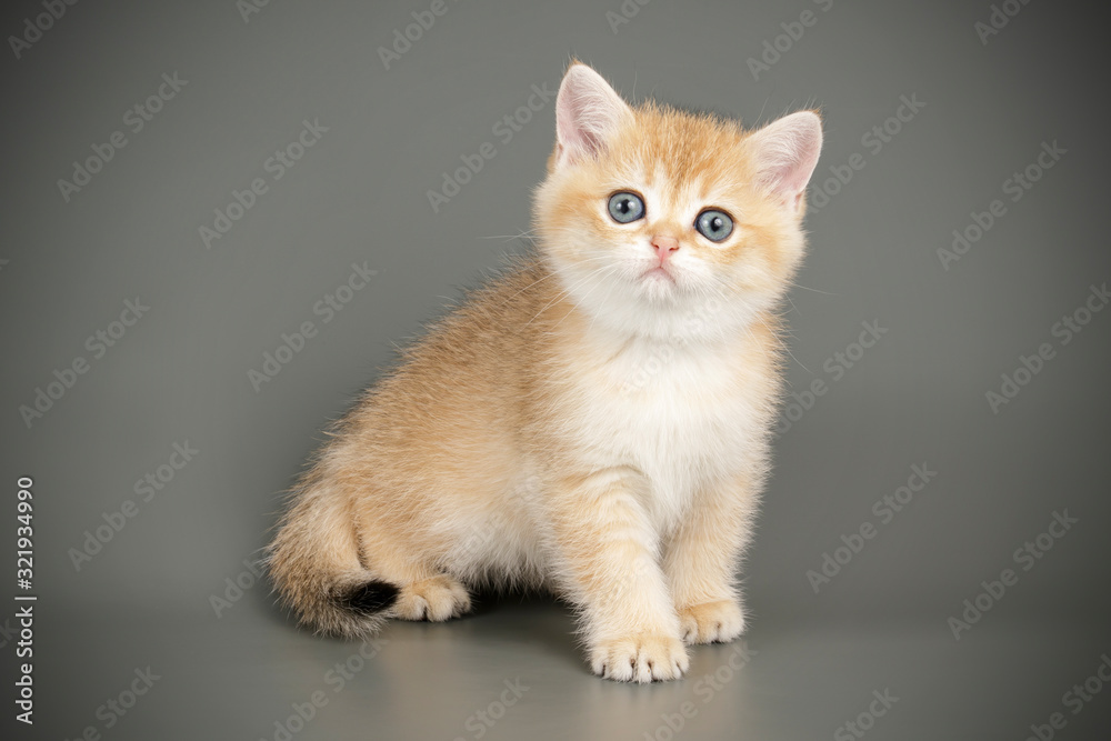 Wall mural scottish straight shorthair cat on colored backgrounds