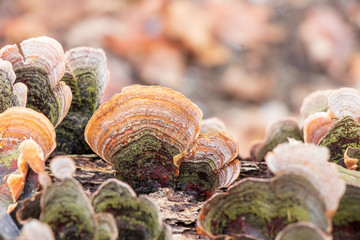 False turkey tail (Stereum ostrea) growing on a tree branch
