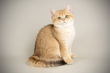 Scottish straight shorthair cat on colored backgrounds