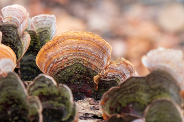 False turkey tail (Stereum ostrea) growing on a tree branch