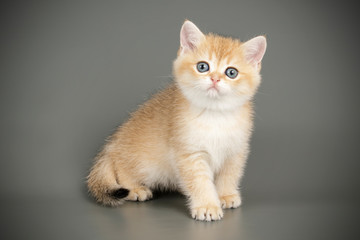 Scottish straight shorthair cat on colored backgrounds