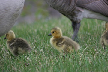 ducklings on green grass