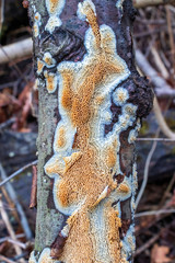Toothed polypore  mushroom (Radulodon copelandii) growing on a tree branch 