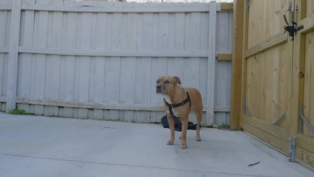 dog play bowing outside