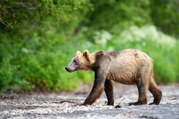 The Kamchatka brown bear, Ursus arctos beringianus catches salmons at Kuril Lake in Kamchatka, running in the water, action picture