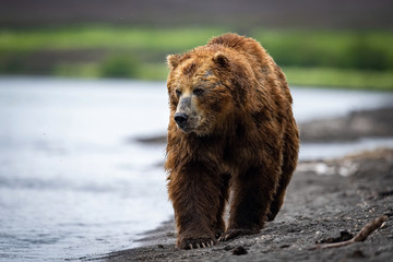 The Kamchatka brown bear, Ursus arctos beringianus catches salmons at Kuril Lake in Kamchatka, running in the water, action picture